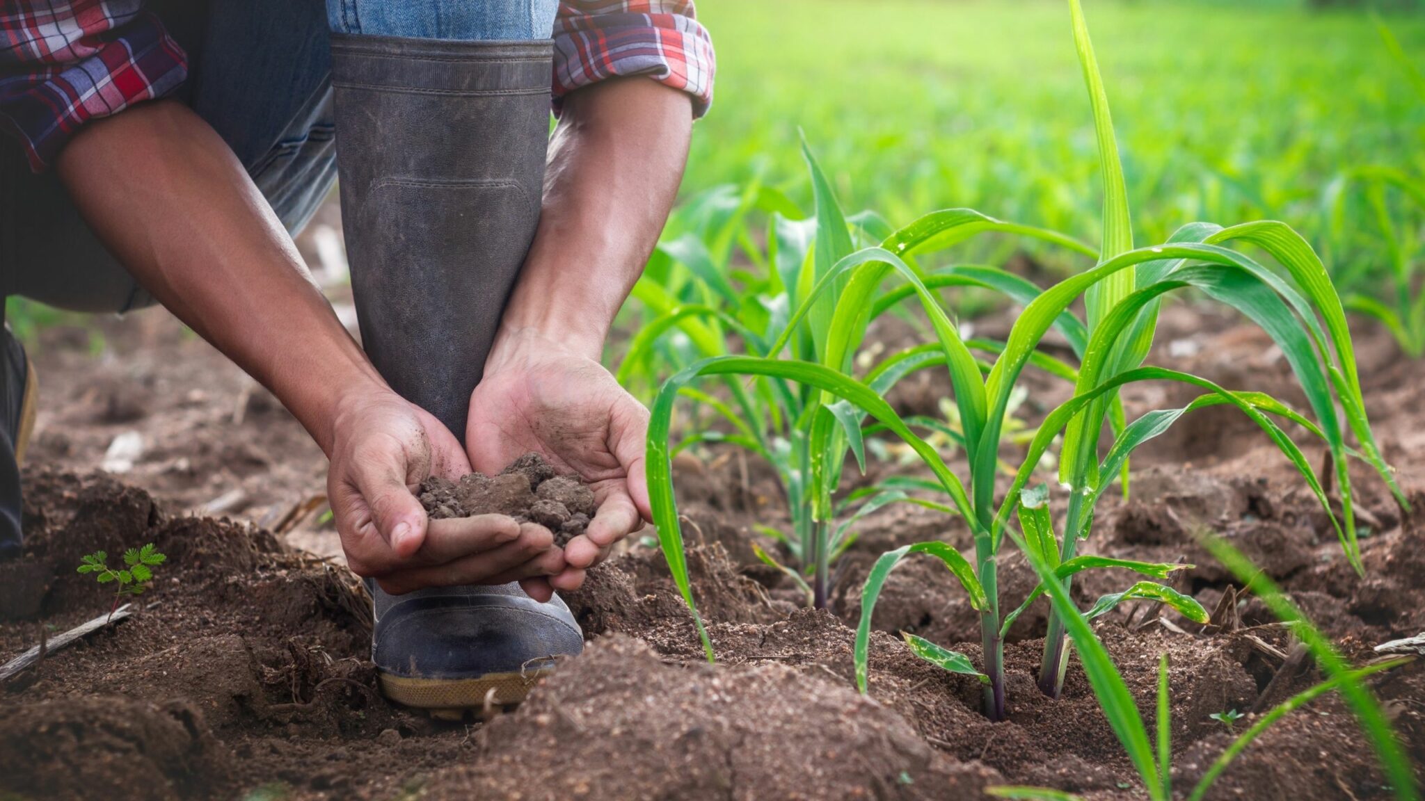 5 Práticas De Manejo Sustentável Para Adotar Em Sua Fazenda Terra De Cultivo 3657