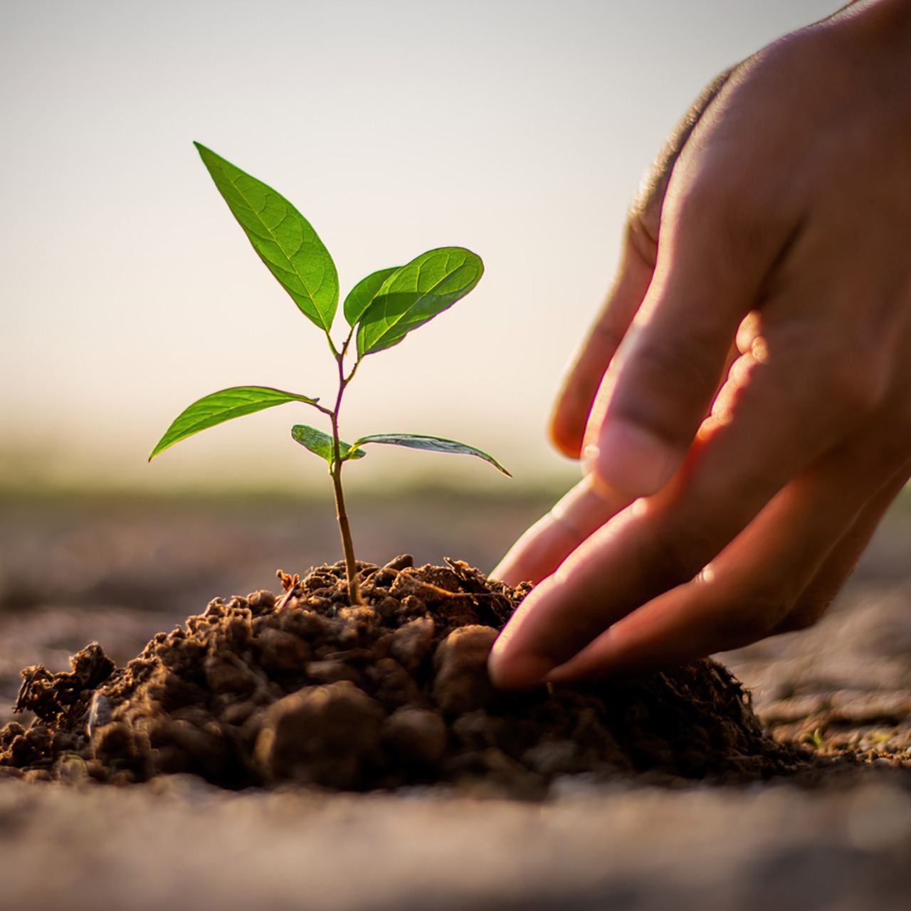 Entenda Por Que O Plantio Direto Deve Fazer Parte Do Seu Manejo Agrícola Terra De Cultivo 0251