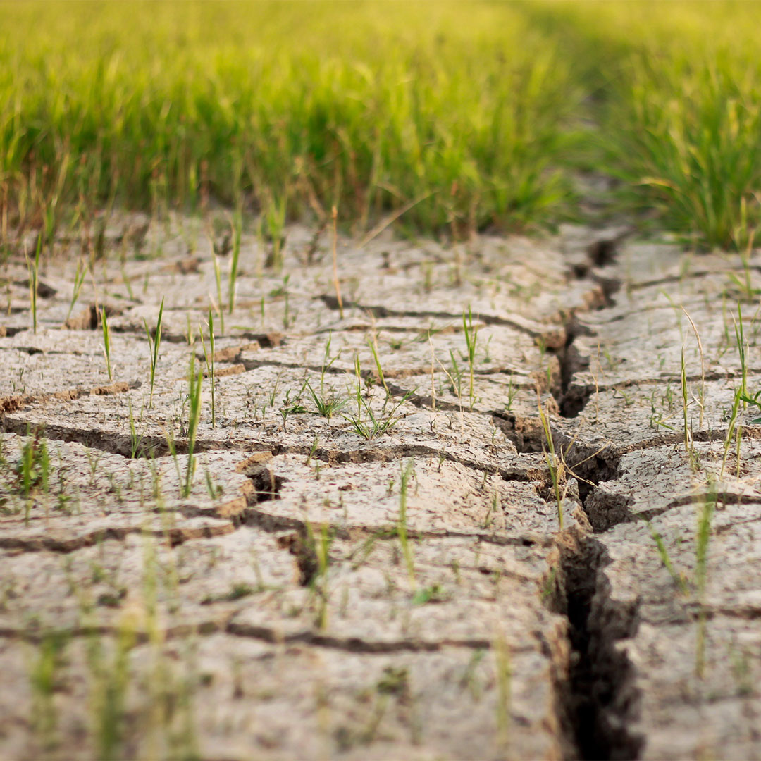 Degradação do solo como os organominerais ajudam a corrigir o problema Terra de cultivo