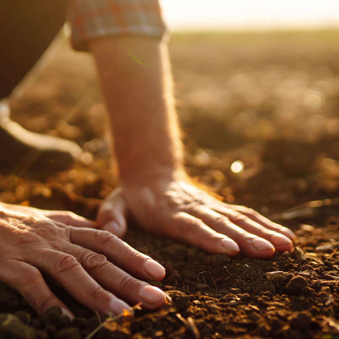 Como A Densidade Do Solo Impacta A Produtividade Agrícola? | Terra De ...