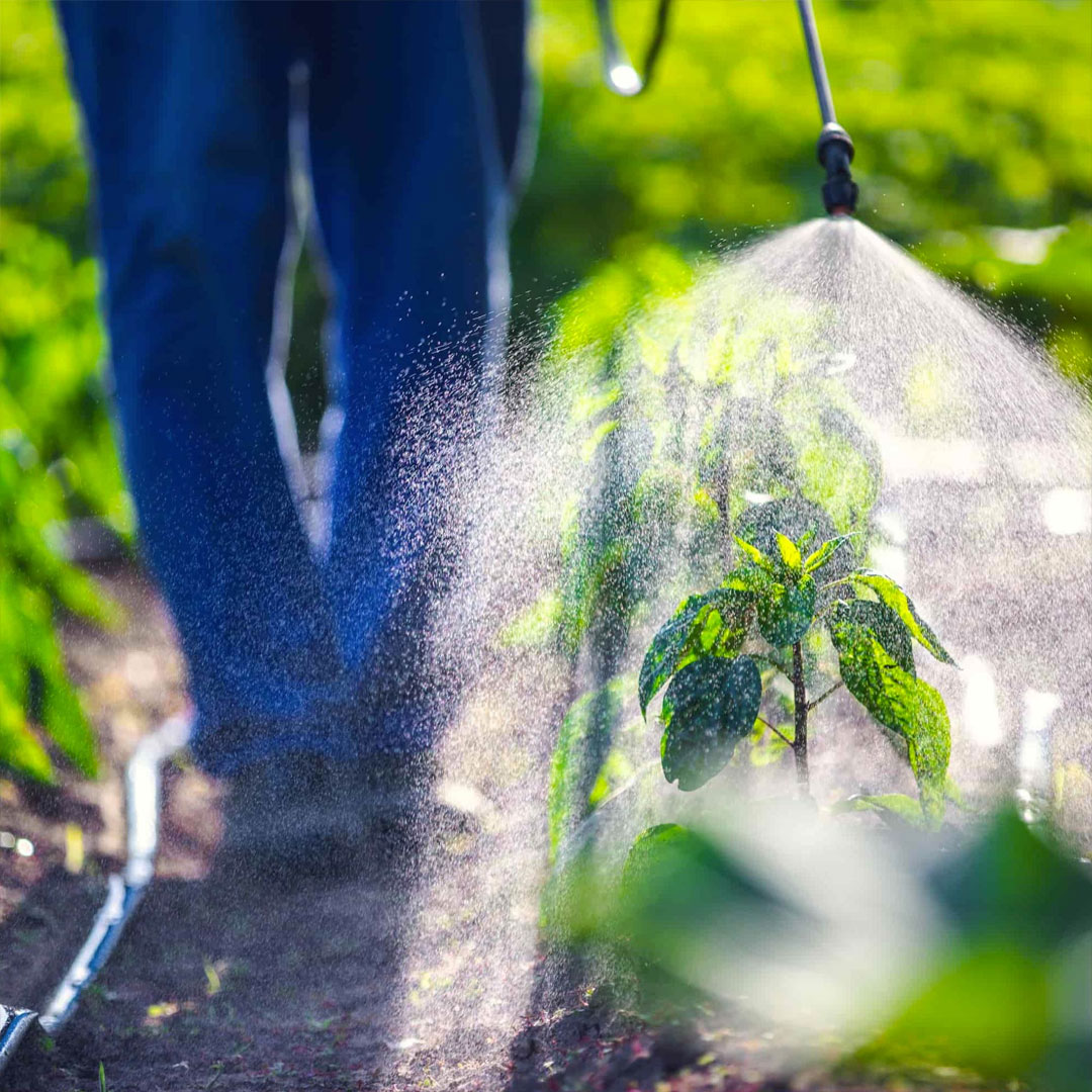 Aprenda A Fazer O Controle De Pragas De Maneira Eficaz Terra De Cultivo