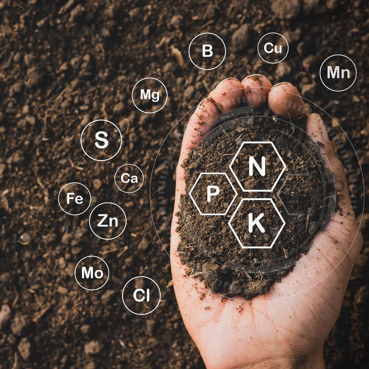 Entenda como funciona a ciclagem de nutrientes no solo | Terra de cultivo